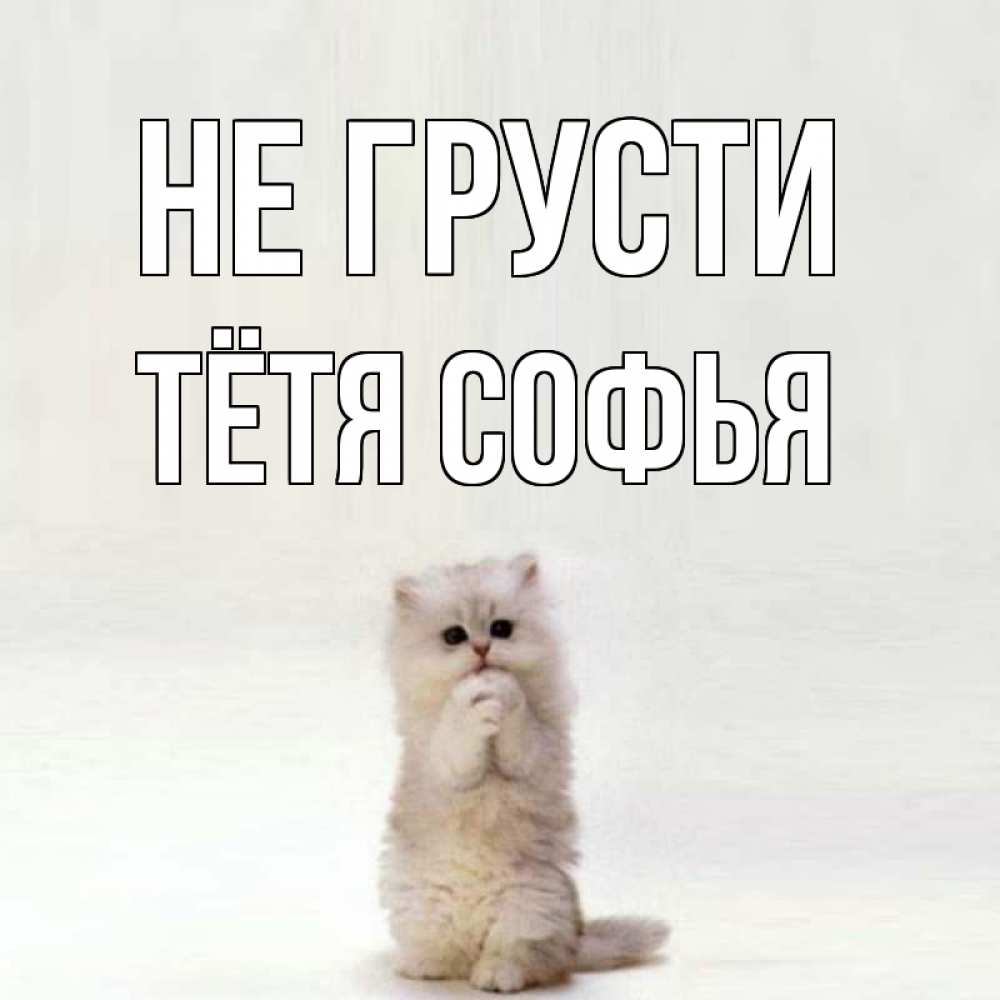 Открытка на каждый день с именем, Тётя-Софья Не грусти грустный кот Прикольная открытка с пожеланием онлайн скачать бесплатно 