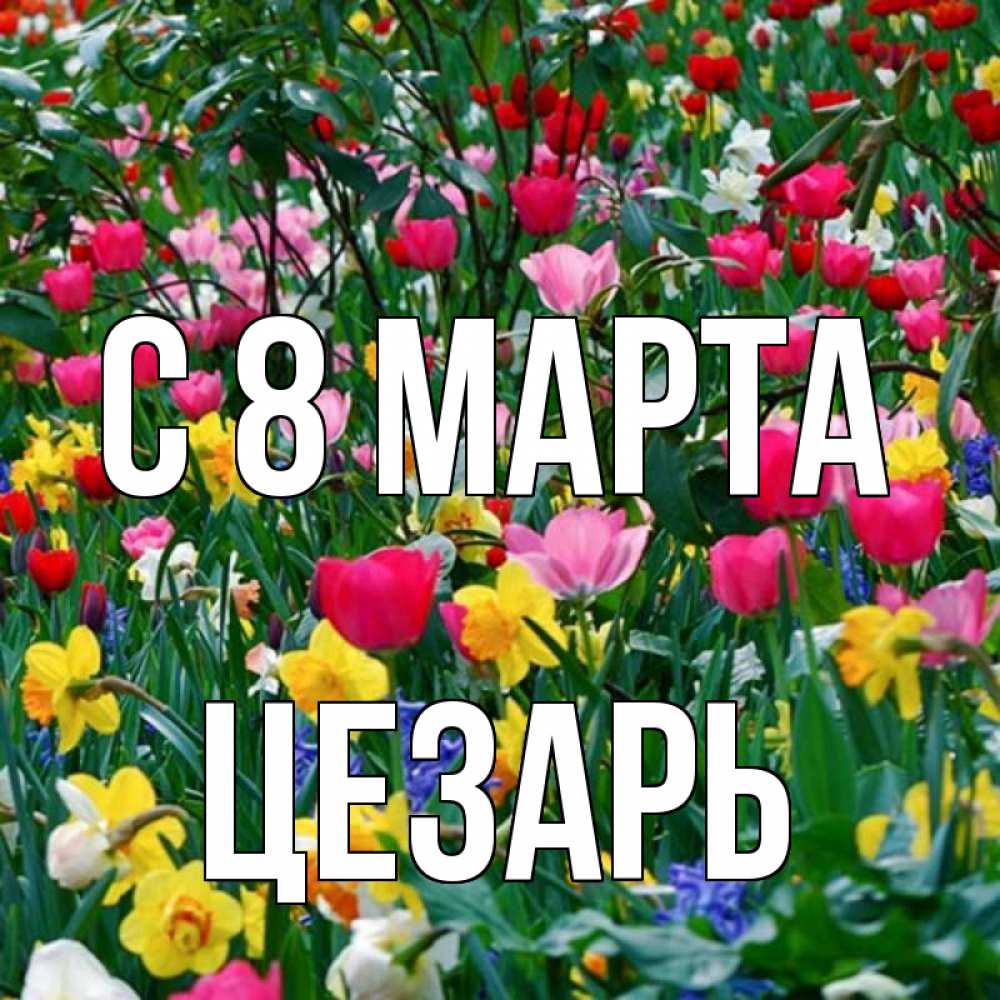 Открытка на каждый день с именем, Цезарь С 8 МАРТА с международным женским днем поздравления для женщины Прикольная открытка с пожеланием онлайн скачать бесплатно 