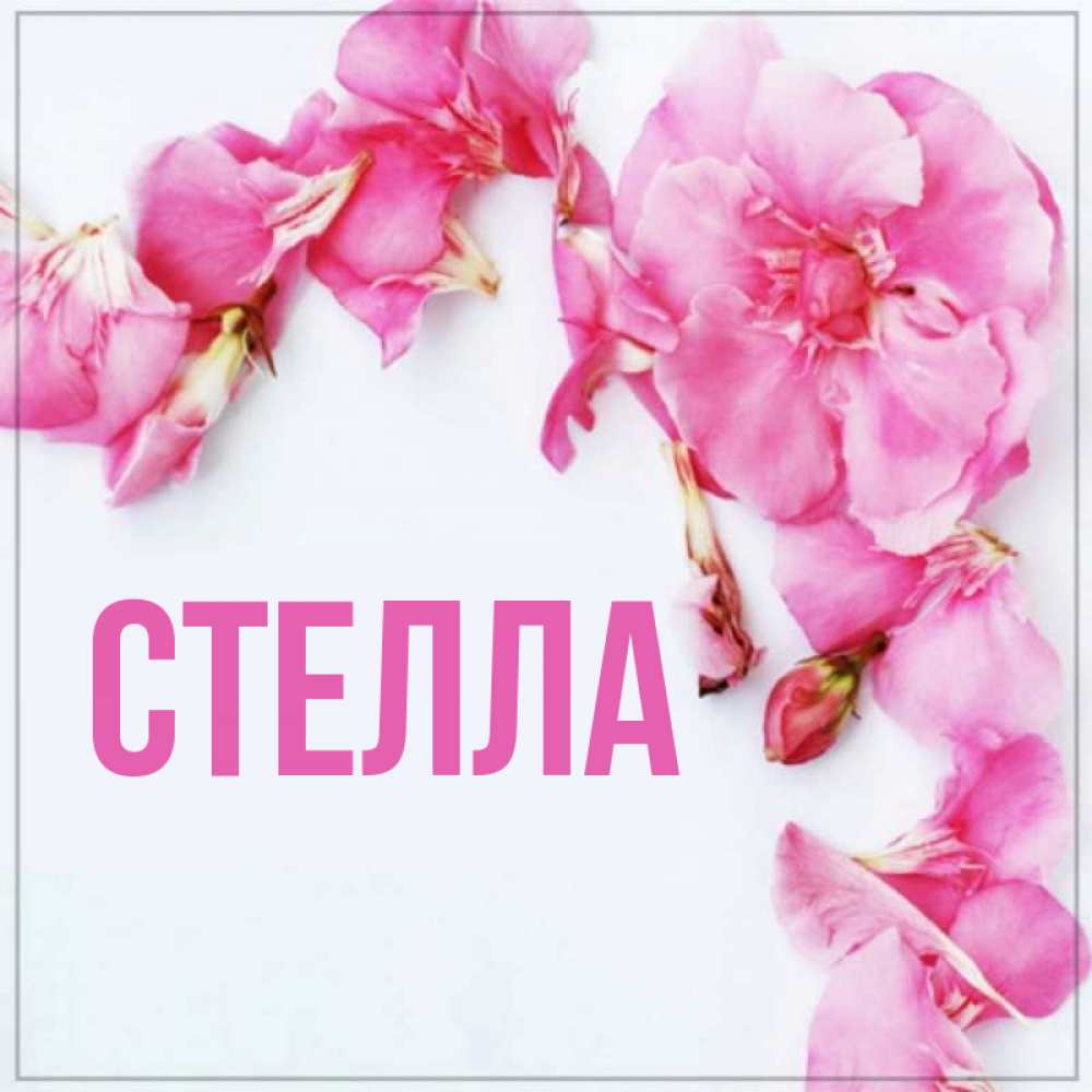 Цветок стелла