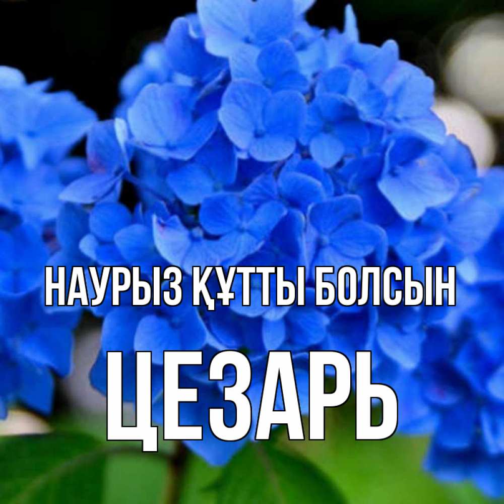 Открытка на каждый день с именем, Цезарь Наурыз құтты болсын синие цветы Прикольная открытка с пожеланием онлайн скачать бесплатно 
