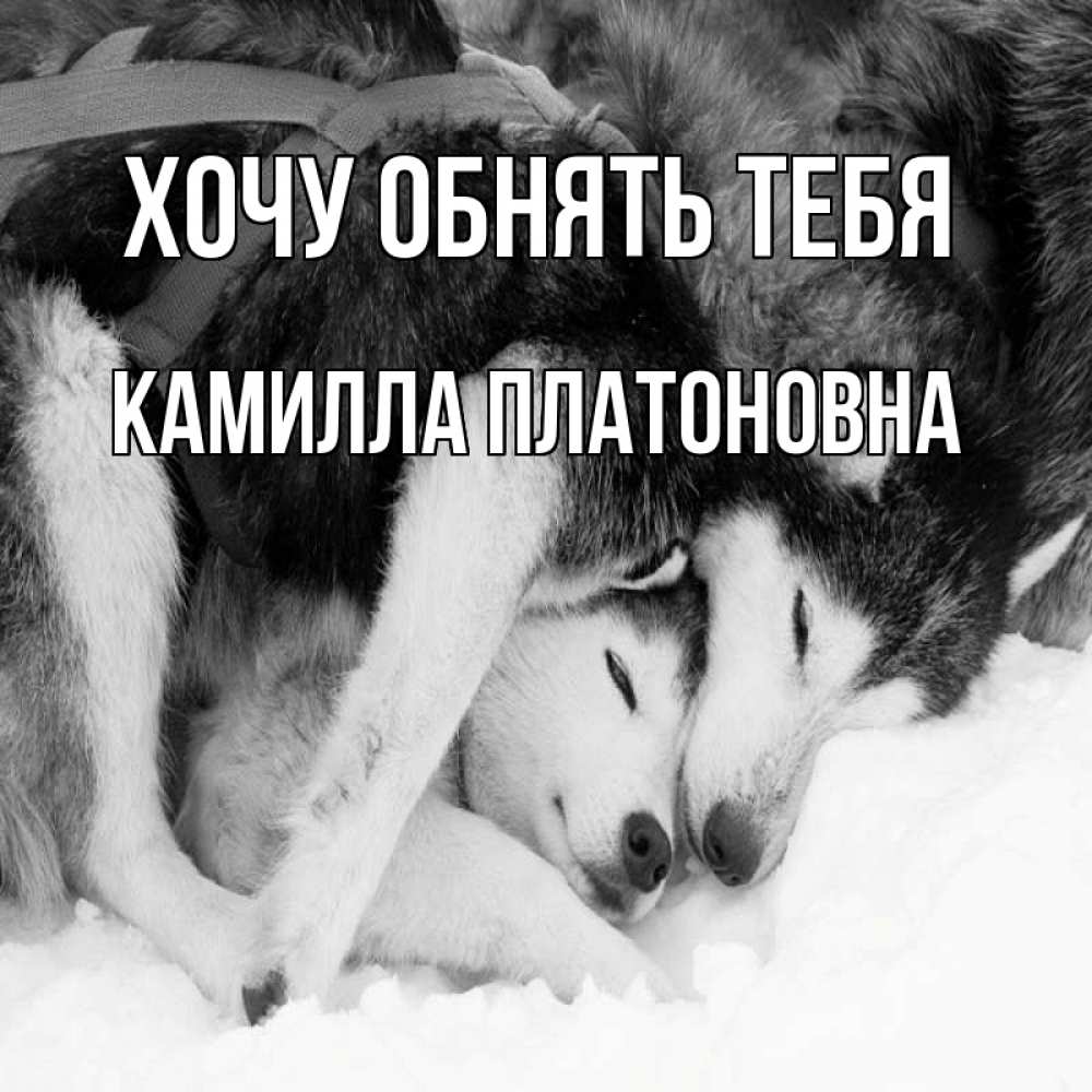 Картинка Хочу обнять тебя, Камилла Платоновна