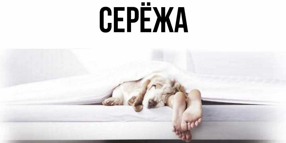 Открытка на каждый день с именем, Серёжа Главная кровать с собакой пожелание сладких снов и спокойной ночи Прикольная открытка с пожеланием онлайн скачать бесплатно 