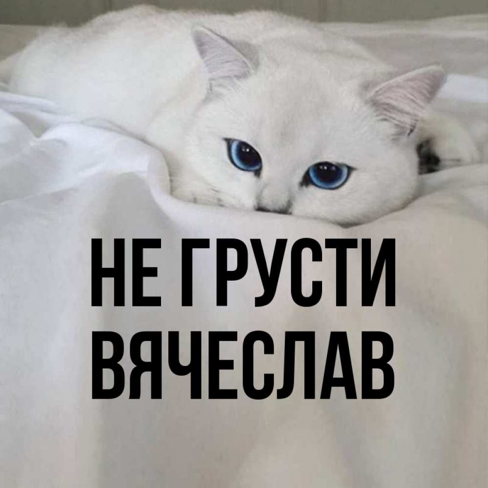Открытка на каждый день с именем, Вячеслав Не грусти Голубоглазая кошка Прикольная открытка с пожеланием онлайн скачать бесплатно 