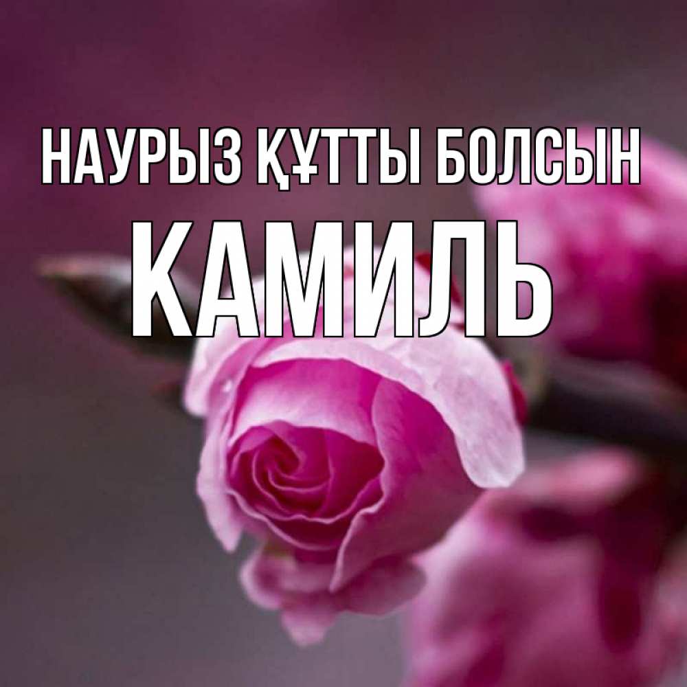 Открытка на каждый день с именем, Камиль Наурыз құтты болсын весна Прикольная открытка с пожеланием онлайн скачать бесплатно 