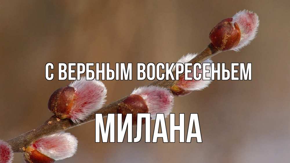 Открытка на каждый день с именем, Милана С вербным воскресеньем верба Прикольная открытка с пожеланием онлайн скачать бесплатно 