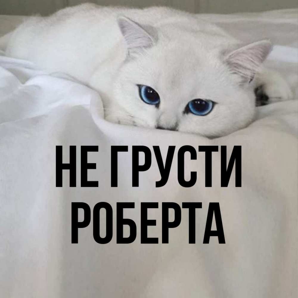 Открытка на каждый день с именем, Роберта Не грусти Голубоглазая кошка Прикольная открытка с пожеланием онлайн скачать бесплатно 