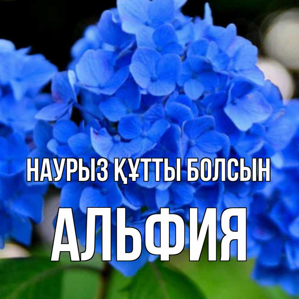 Открытка на каждый день с именем, Альфия Наурыз құтты болсын синие цветы Прикольная открытка с пожеланием онлайн скачать бесплатно 