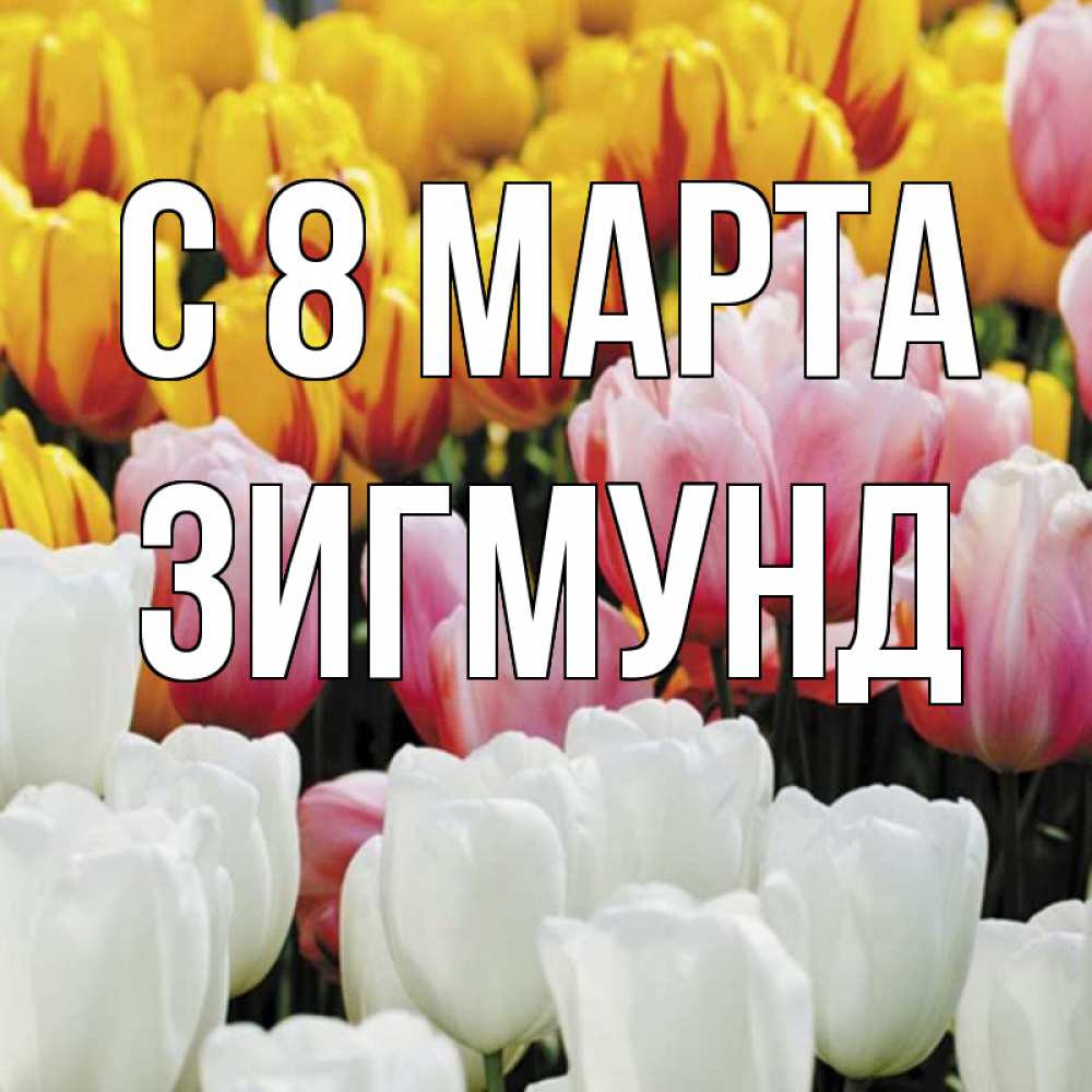 Открытка на каждый день с именем, Зигмунд С 8 МАРТА разноцветные цветы Прикольная открытка с пожеланием онлайн скачать бесплатно 
