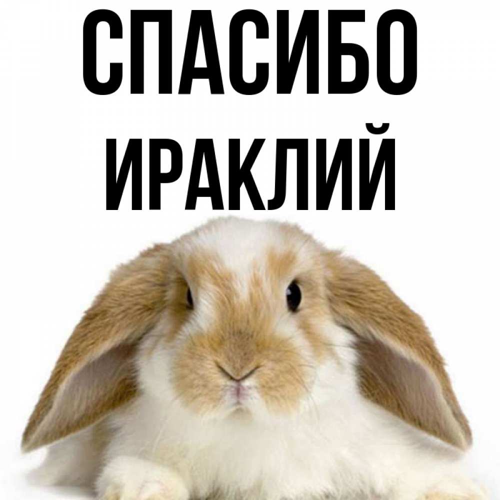 Открытка на каждый день с именем, Ираклий Спасибо коричнево белый заяц Прикольная открытка с пожеланием онлайн скачать бесплатно 