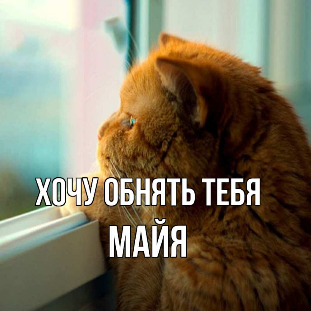 Открытка на каждый день с именем, Майя Хочу обнять тебя большой огромный рыжий котяра Прикольная открытка с пожеланием онлайн скачать бесплатно 