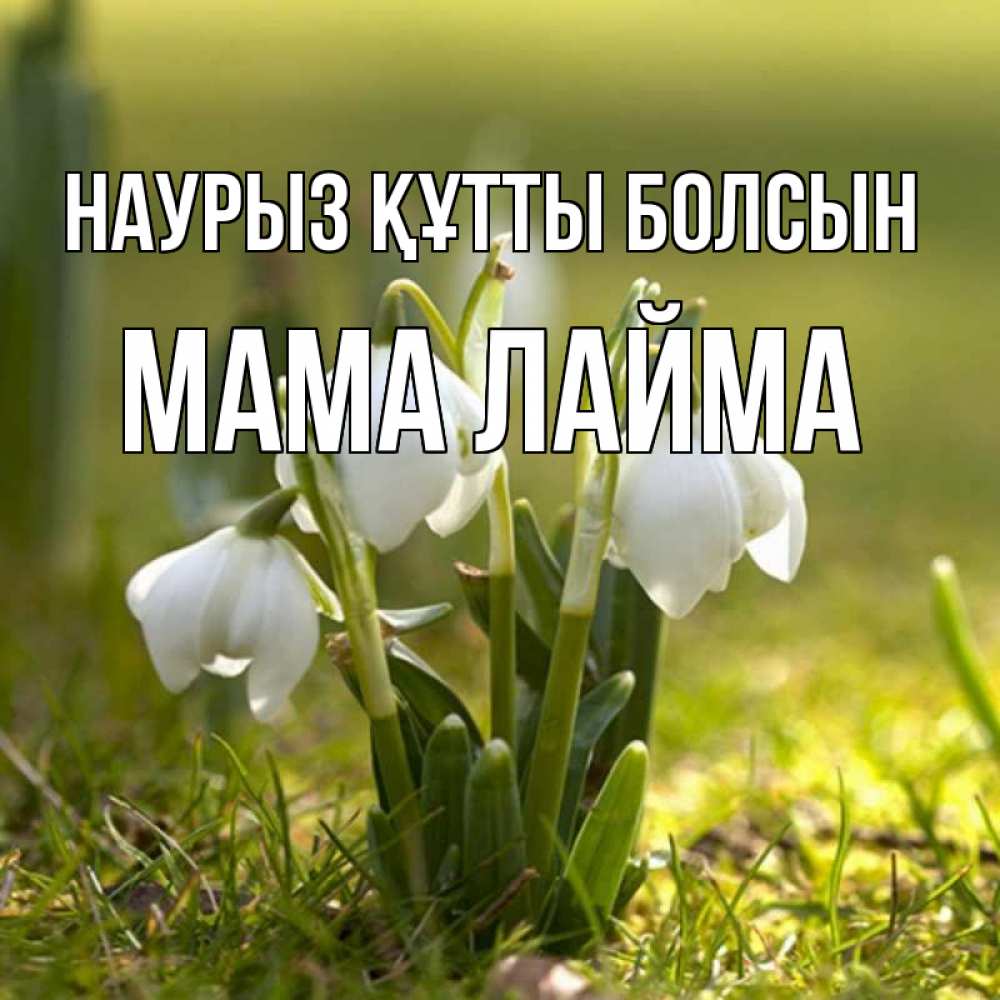 Открытка на каждый день с именем, Мама-Лайма Наурыз құтты болсын ранние цветы 2 Прикольная открытка с пожеланием онлайн скачать бесплатно 