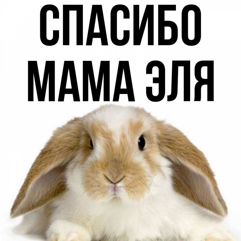 Открытка на каждый день с именем, Мама-Эля Спасибо коричнево белый заяц Прикольная открытка с пожеланием онлайн скачать бесплатно 