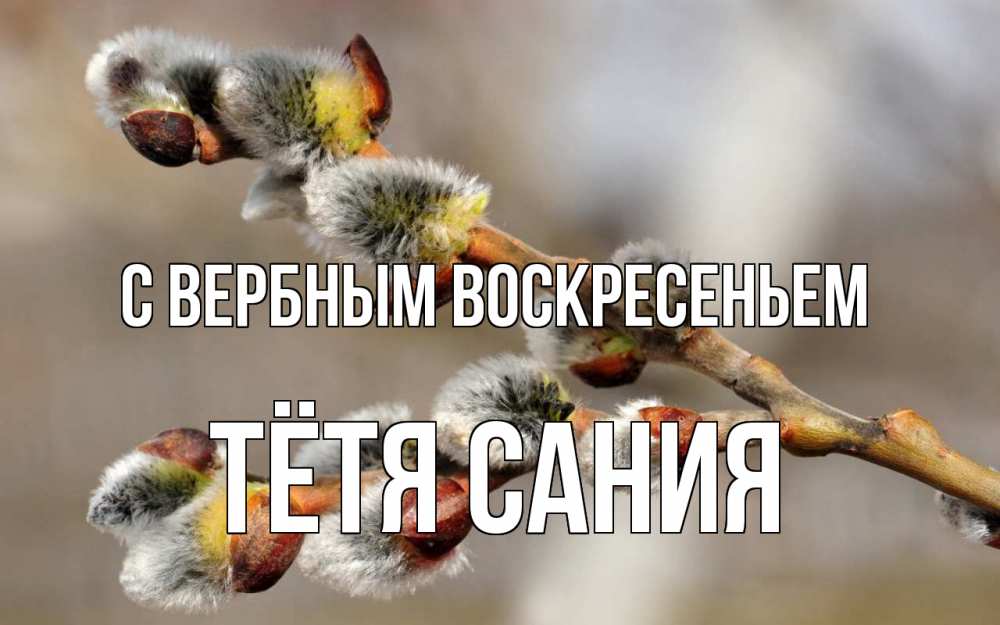 Открытка на каждый день с именем, Тётя-Сания С вербным воскресеньем Верба Прикольная открытка с пожеланием онлайн скачать бесплатно 