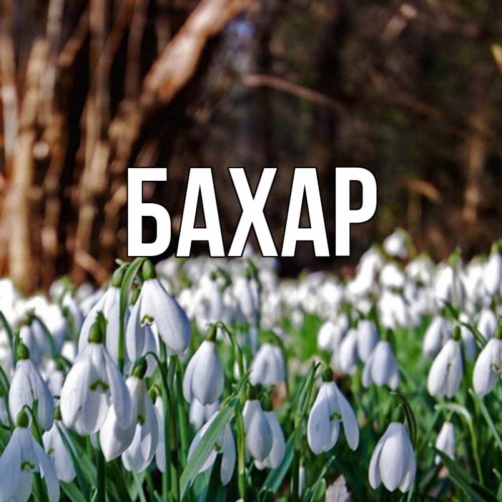 Открытка на каждый день с именем, Бахар Главная с подснежниками 1 Прикольная открытка с пожеланием онлайн скачать бесплатно 