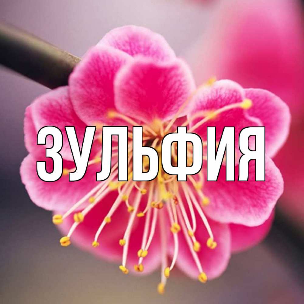 С днем рождения зуля картинки именные