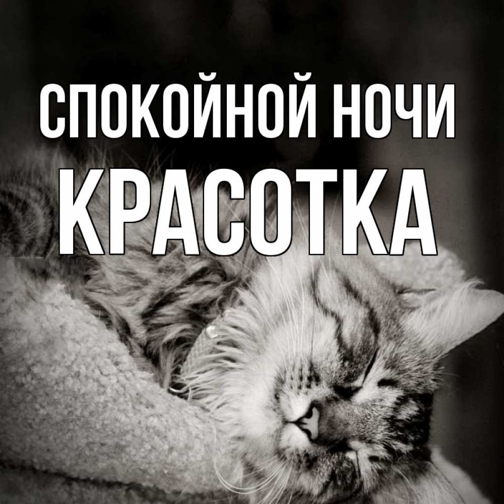 Картинка спокойной ночи котик мой, дружбе