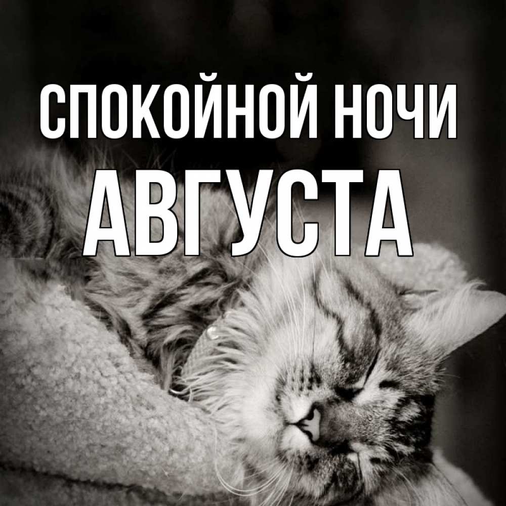 Открытка на каждый день с именем, Августа Спокойной ночи котярик пушистый Прикольная открытка с пожеланием онлайн скачать бесплатно 