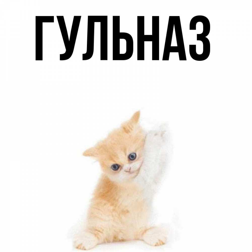 Открытка на каждый день с именем, Гульназ Главная просящий кот Прикольная открытка с пожеланием онлайн скачать бесплатно 