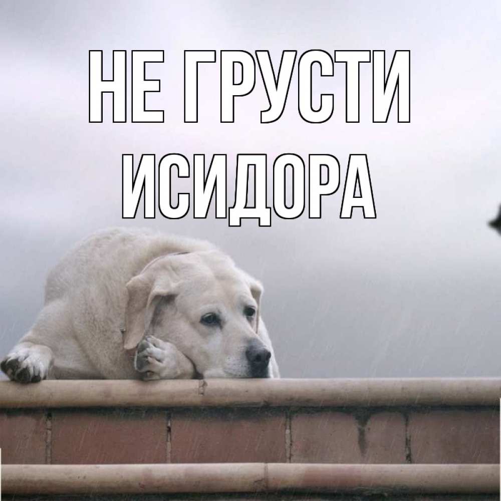 Открытка на каждый день с именем, Исидора Не грусти белый пес 1 Прикольная открытка с пожеланием онлайн скачать бесплатно 