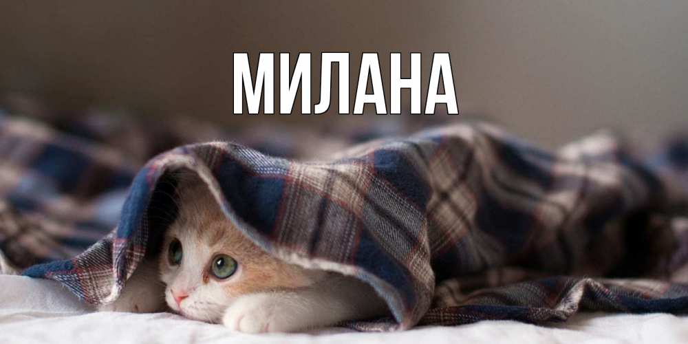 Открытка на каждый день с именем, Милана Главная не болейте с котиком Прикольная открытка с пожеланием онлайн скачать бесплатно 