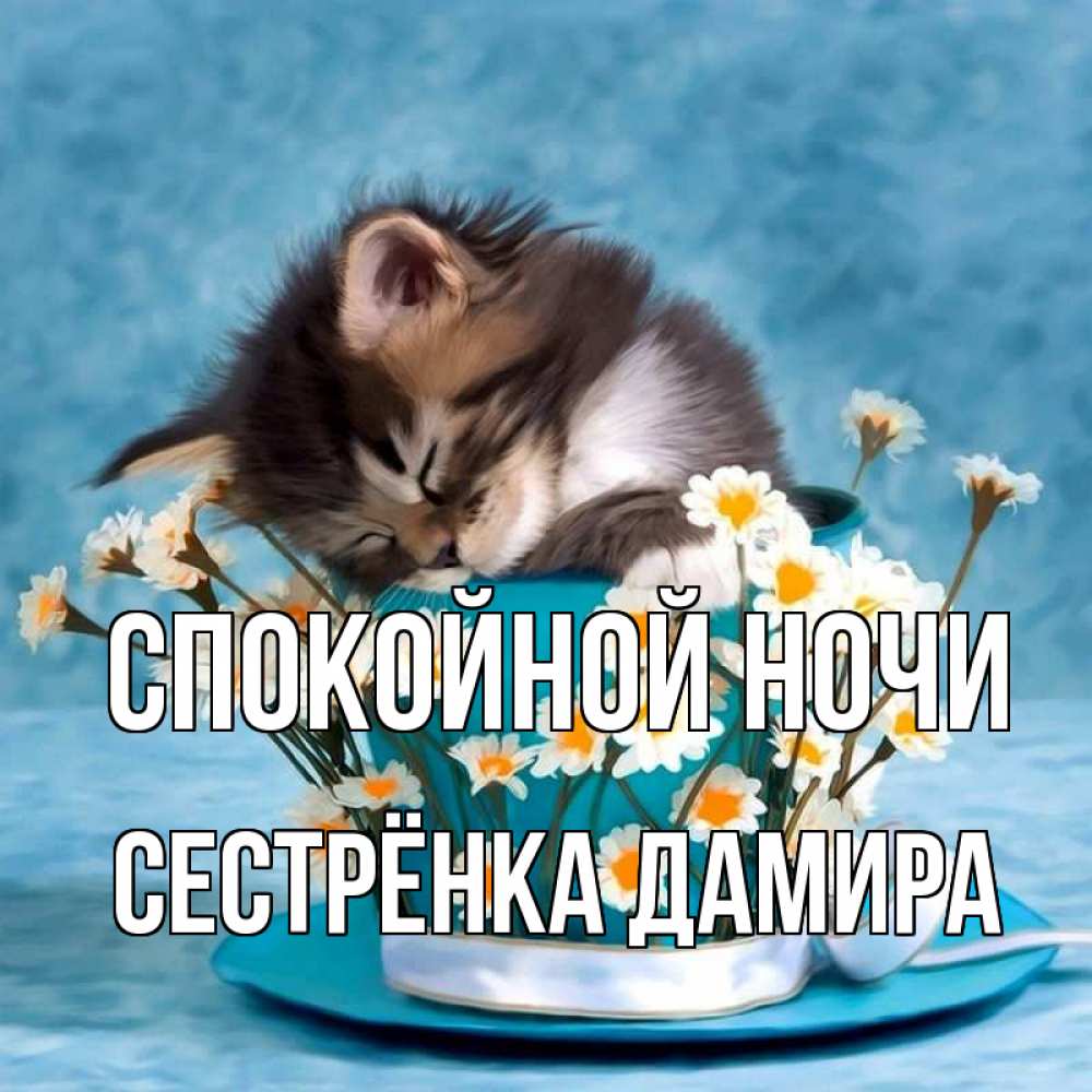 Открытка на каждый день с именем, Сестрёнка-Дамира Спокойной ночи котенок спит в кружке с блюдцем Прикольная открытка с пожеланием онлайн скачать бесплатно 