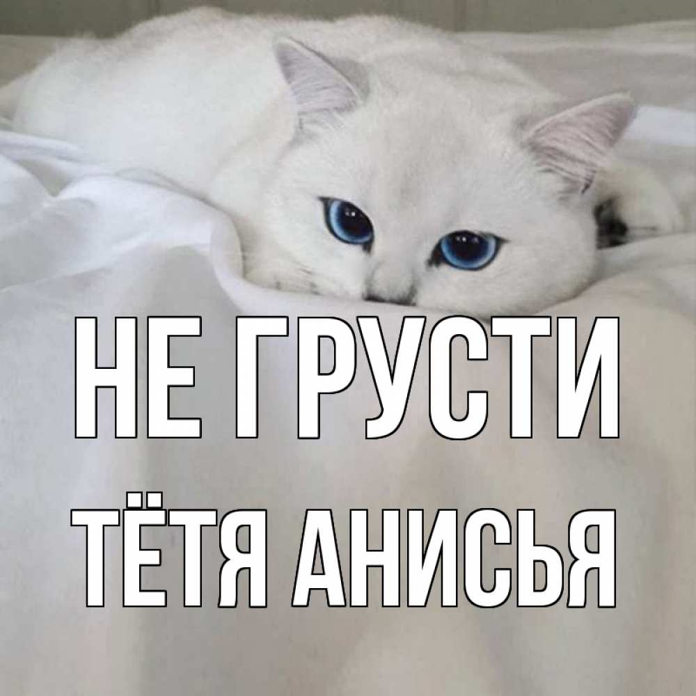 Открытка на каждый день с именем, Тётя-Анисья Не грусти белый кот с голубыми глазами на белоснежной кровати Прикольная открытка с пожеланием онлайн скачать бесплатно 