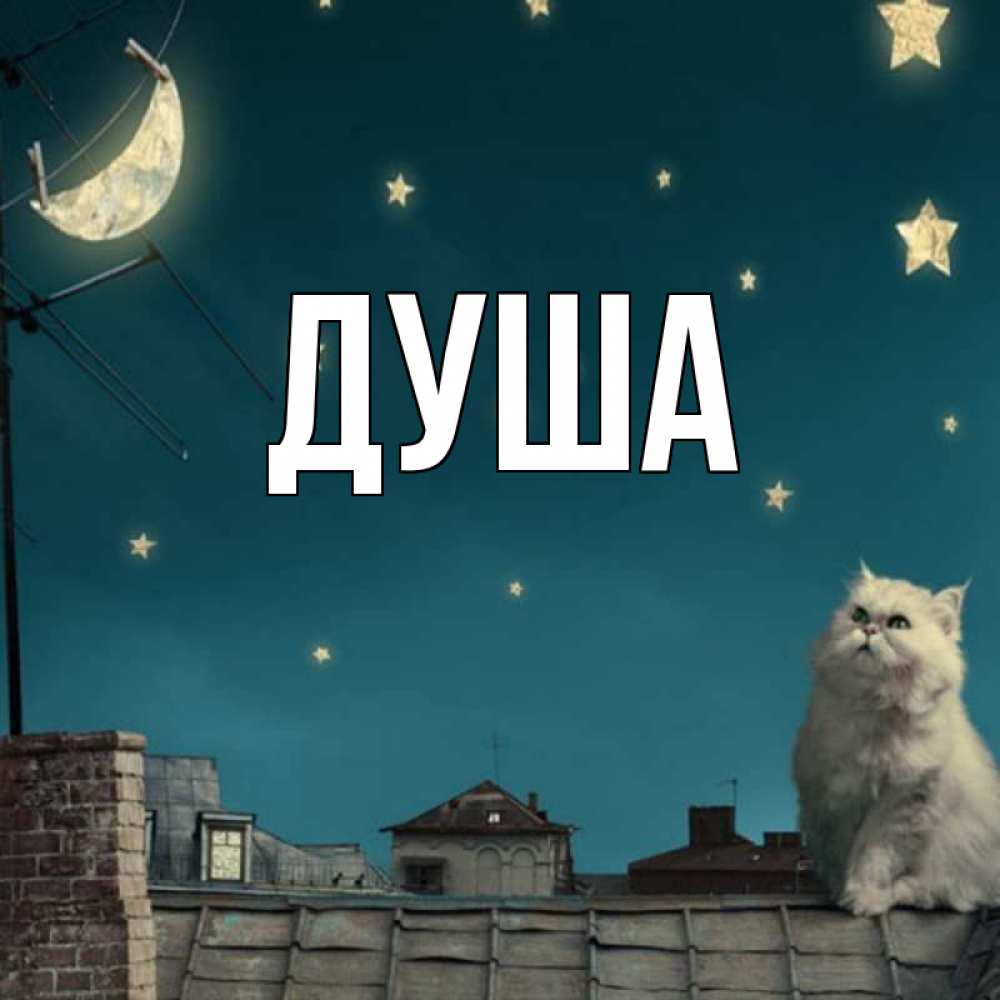 Открытка на каждый день с именем, Душа Главная белый кот сидит на крыше Прикольная открытка с пожеланием онлайн скачать бесплатно 