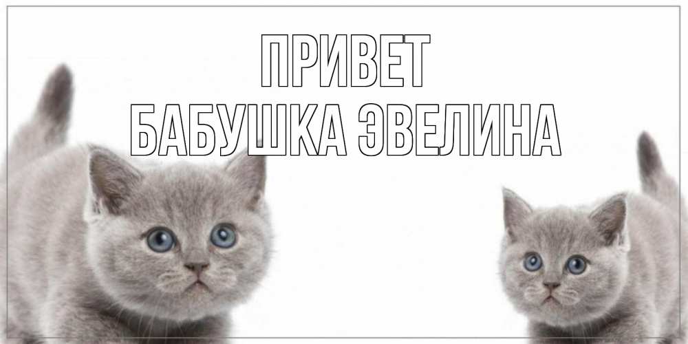 Открытка на каждый день с именем, Бабушка-Эвелина Привет коты Прикольная открытка с пожеланием онлайн скачать бесплатно 