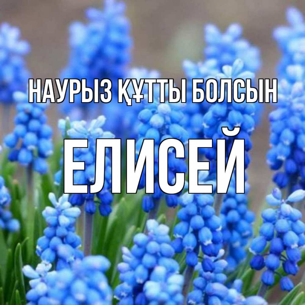 Открытка на каждый день с именем, Елисей Наурыз құтты болсын Поздравительная открытка для женщин с цветами на праздничную дату Прикольная открытка с пожеланием онлайн скачать бесплатно 