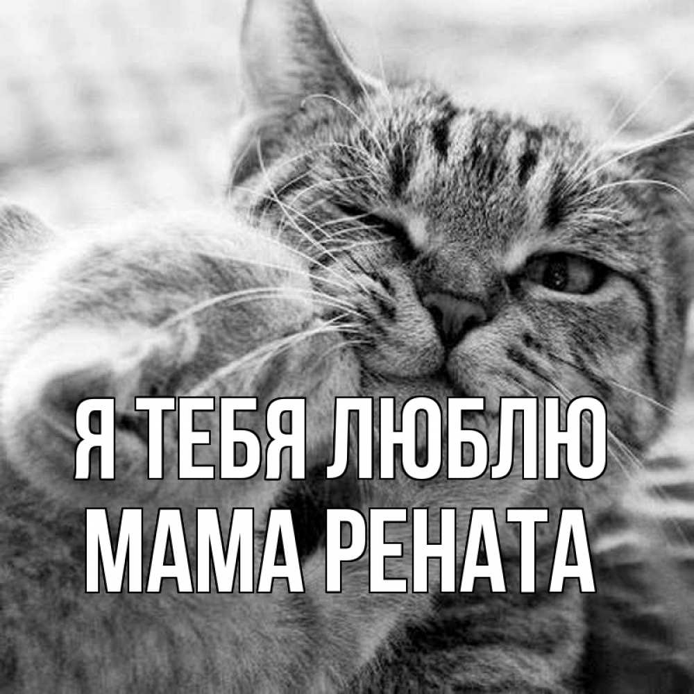 Открытка на каждый день с именем, Мама-Рената Я тебя люблю коты Прикольная открытка с пожеланием онлайн скачать бесплатно 