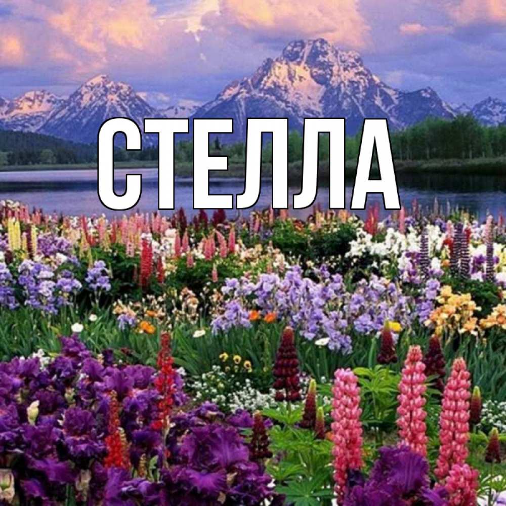 Открытка на каждый день с именем, Стелла Главная международный женский день Прикольная открытка с пожеланием онлайн скачать бесплатно 