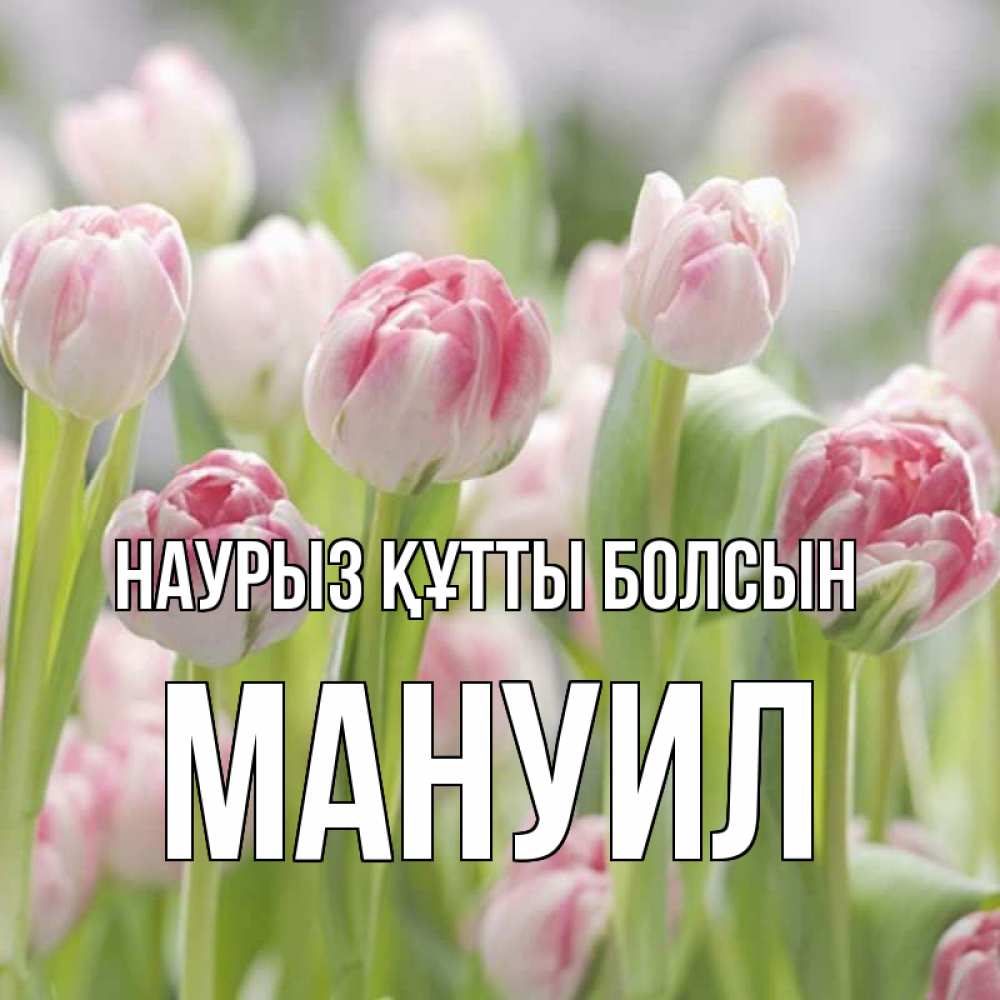 Открытка на каждый день с именем, Мануил Наурыз құтты болсын цветы Прикольная открытка с пожеланием онлайн скачать бесплатно 