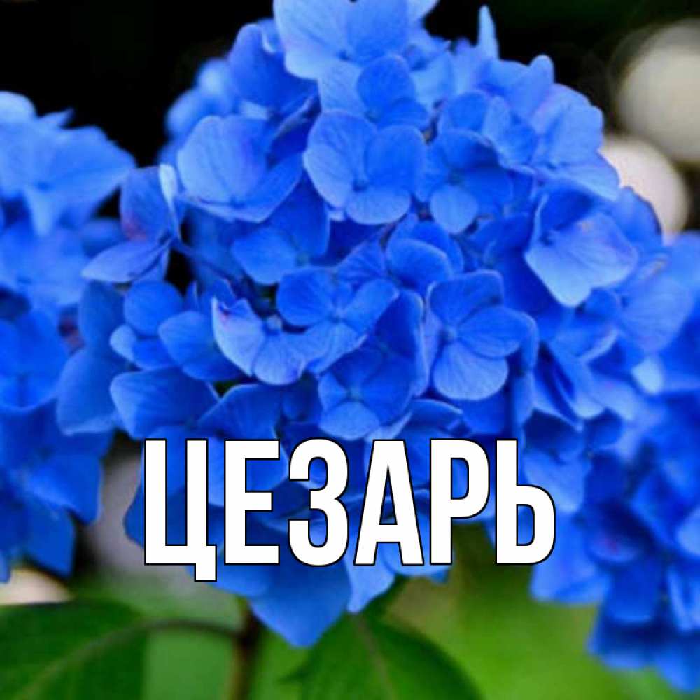 Открытка с именем, Цезарь, 