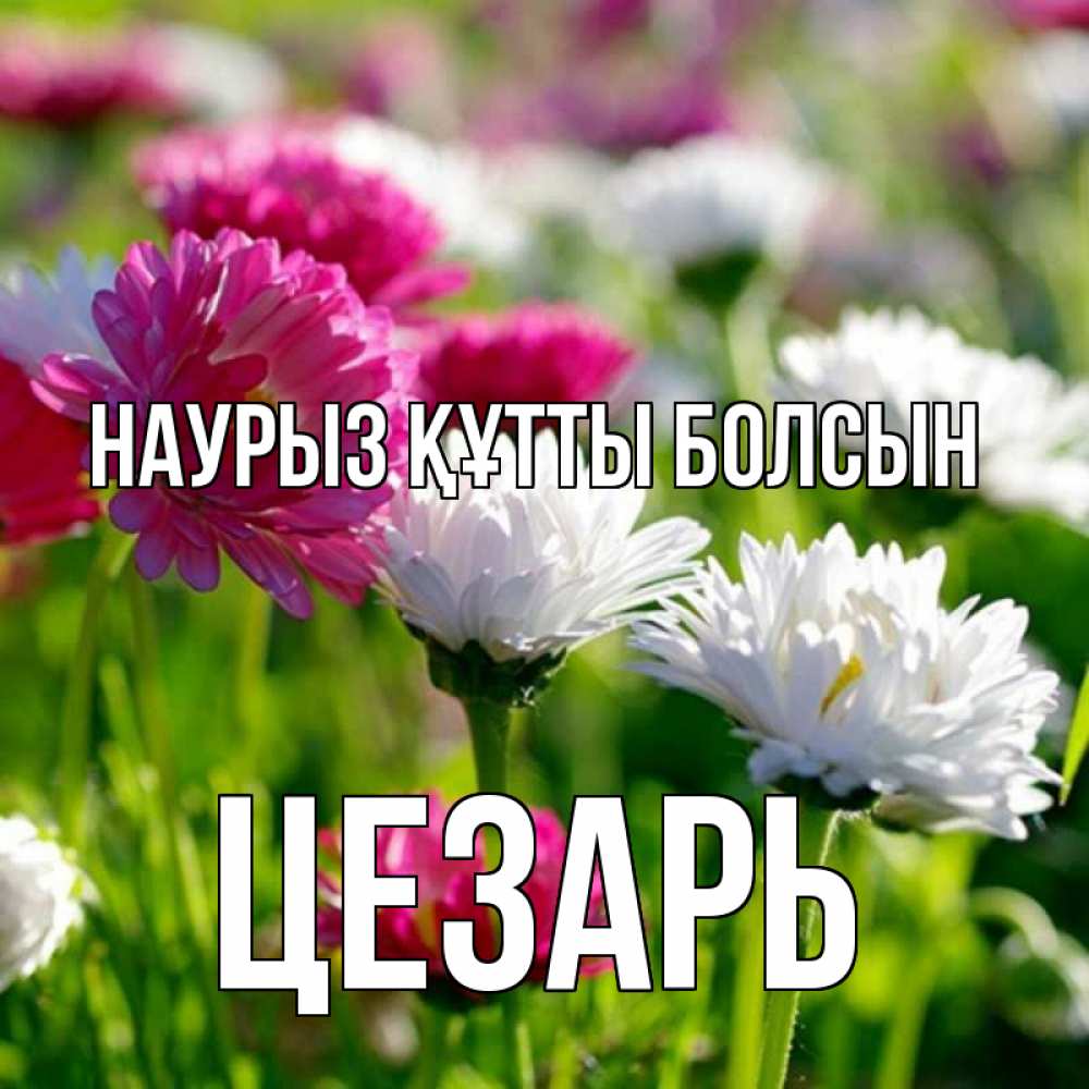 Открытка на каждый день с именем, Цезарь Наурыз құтты болсын наурыз Прикольная открытка с пожеланием онлайн скачать бесплатно 
