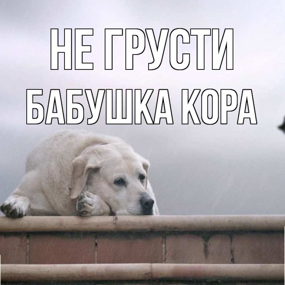 Открытка на каждый день с именем, Бабушка-Кора Не грусти белый пес 1 Прикольная открытка с пожеланием онлайн скачать бесплатно 