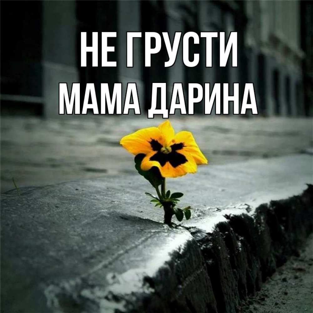 Открытка на каждый день с именем, Мама-Дарина Не грусти не сдавайся Прикольная открытка с пожеланием онлайн скачать бесплатно 