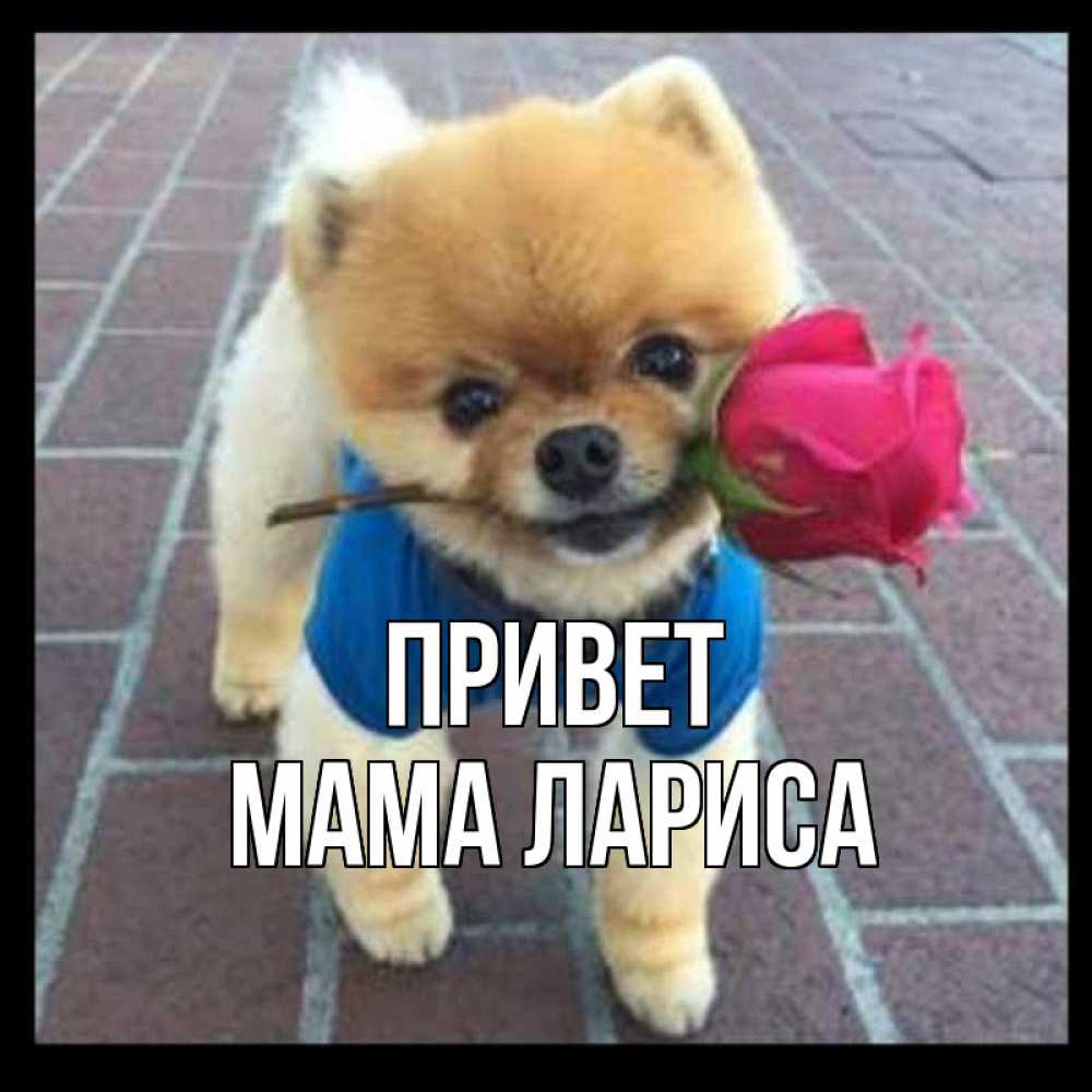 Открытка на каждый день с именем, Мама-Лариса Привет роза в зубах у собаки Прикольная открытка с пожеланием онлайн скачать бесплатно 