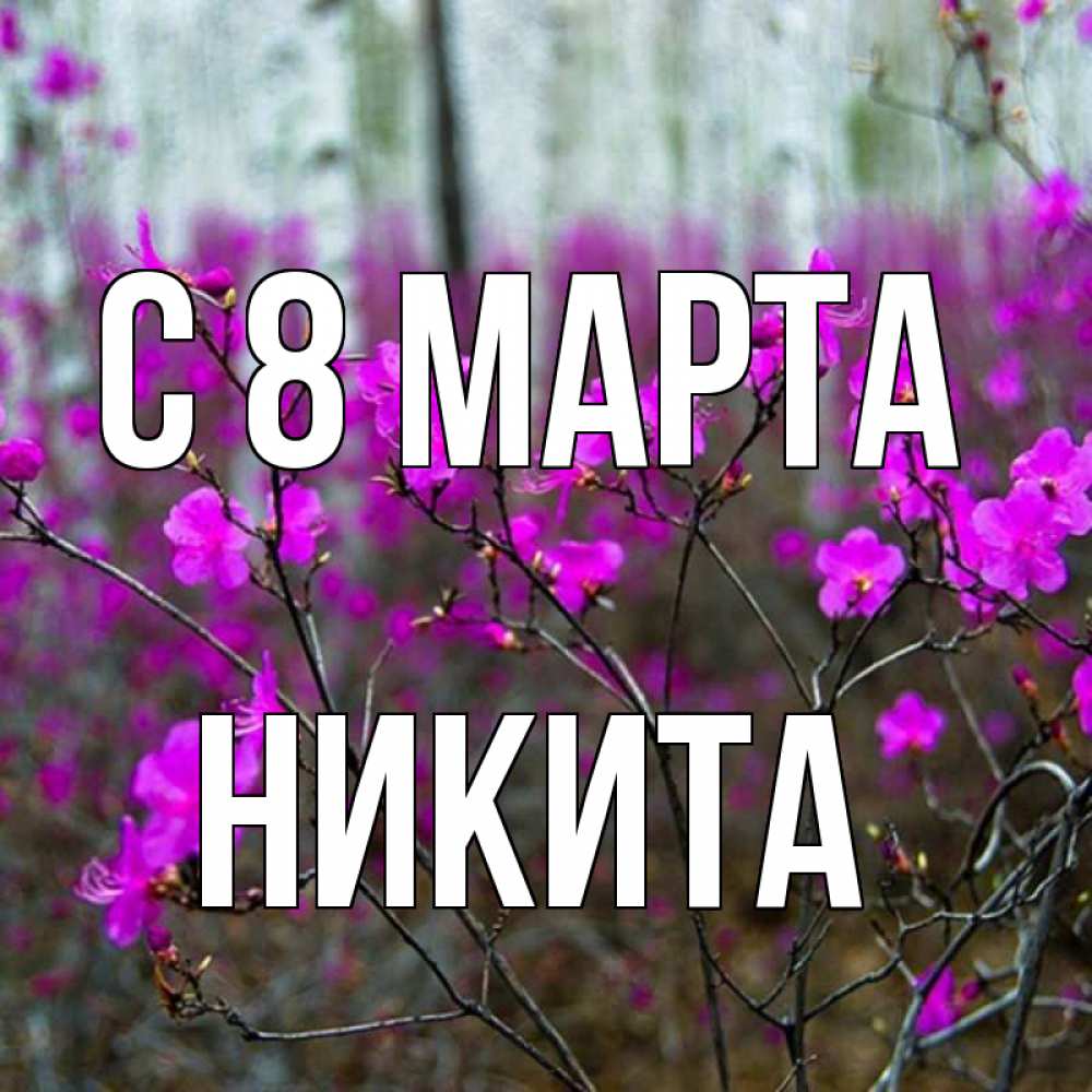 Открытка на каждый день с именем, Никита С 8 МАРТА дикие цветы Прикольная открытка с пожеланием онлайн скачать бесплатно 