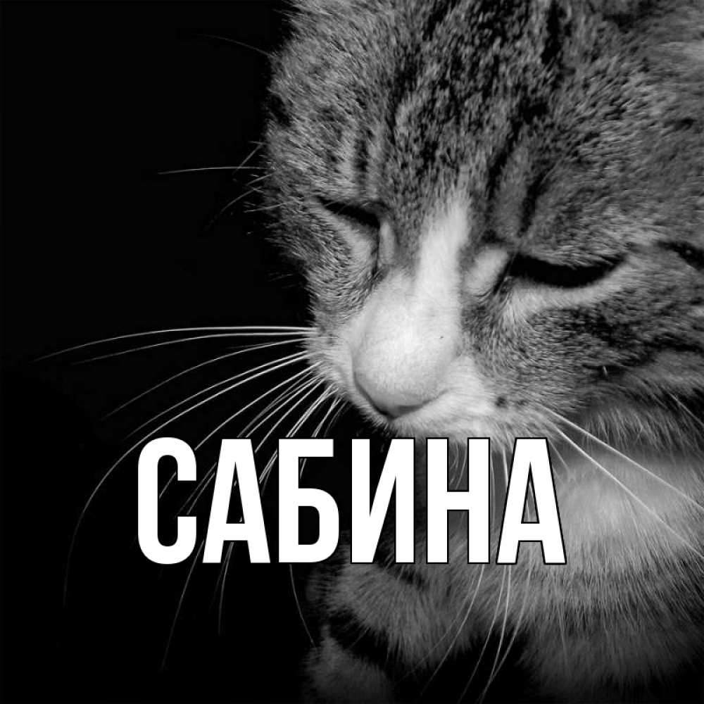 Открытка на каждый день с именем, Сабина Главная грустный котик Прикольная открытка с пожеланием онлайн скачать бесплатно 