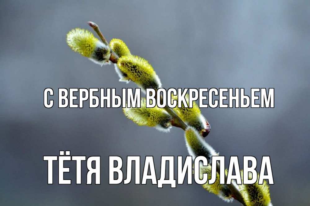 Открытка на каждый день с именем, Тётя-Владислава С вербным воскресеньем верба Прикольная открытка с пожеланием онлайн скачать бесплатно 