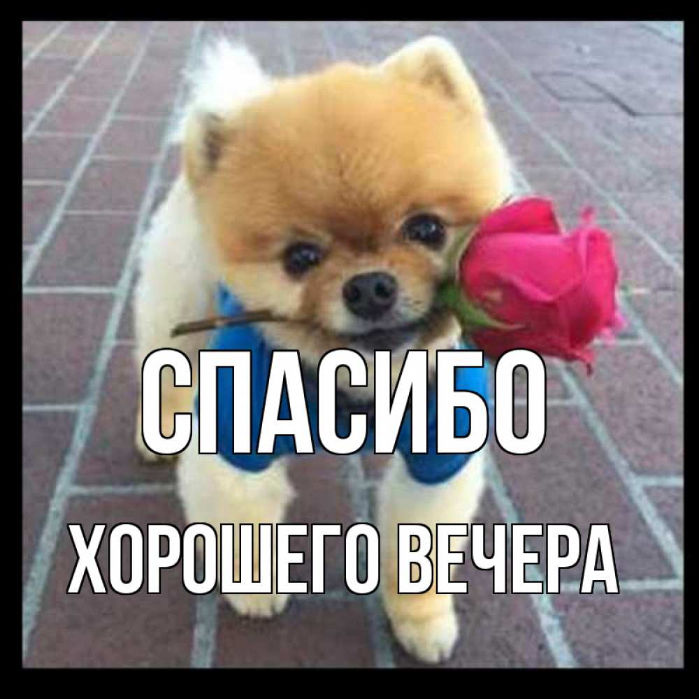 Открытка на каждый день с именем, -Хорошего-вечера Спасибо спасибо и дарю тебе цветок Прикольная открытка с пожеланием онлайн скачать бесплатно 