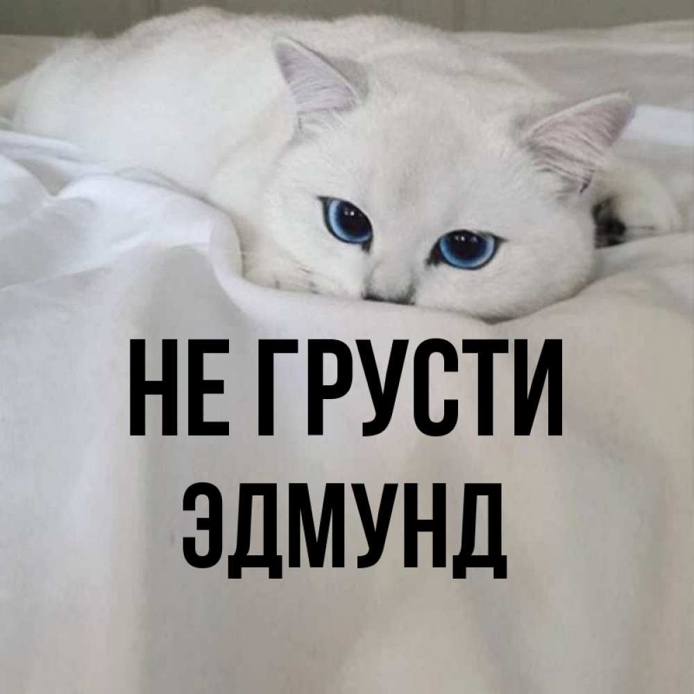 Открытка на каждый день с именем, Эдмунд Не грусти Голубоглазая кошка Прикольная открытка с пожеланием онлайн скачать бесплатно 