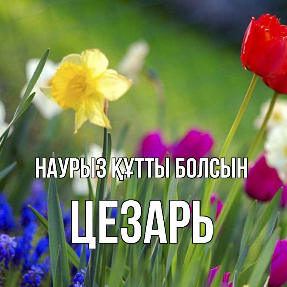Открытка на каждый день с именем, Цезарь Наурыз құтты болсын наурыз  3 открытки Прикольная открытка с пожеланием онлайн скачать бесплатно 