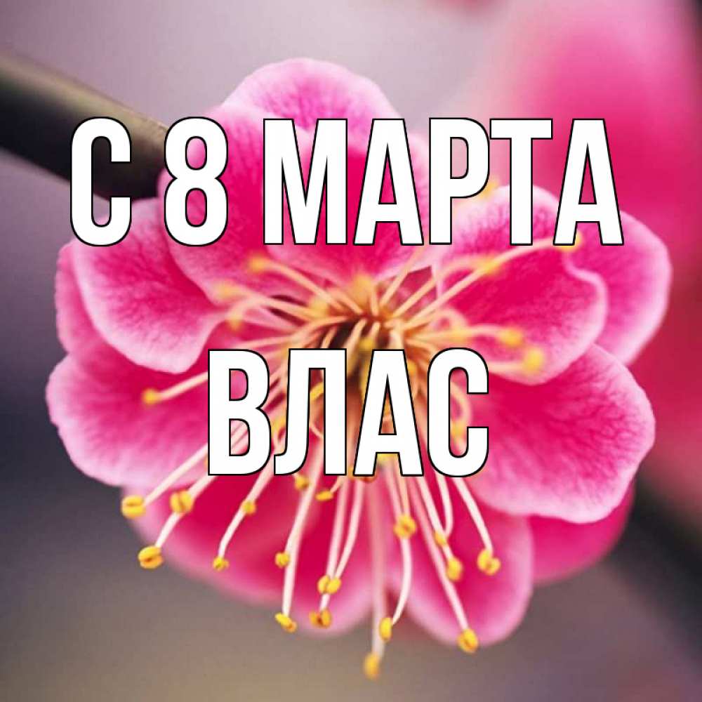 Картинка С 8 марта, Влас