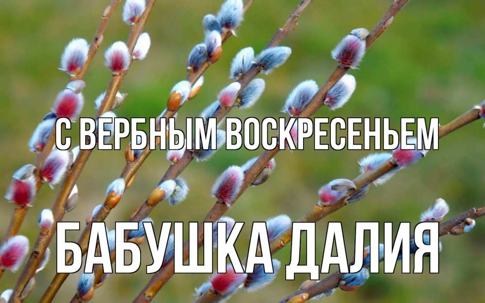 Открытка на каждый день с именем, Бабушка-Далия С вербным воскресеньем верба Прикольная открытка с пожеланием онлайн скачать бесплатно 