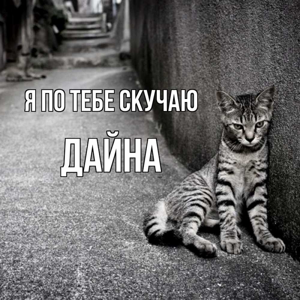 Открытка на каждый день с именем, Дайна Я по тебе скучаю одиноко котику Прикольная открытка с пожеланием онлайн скачать бесплатно 