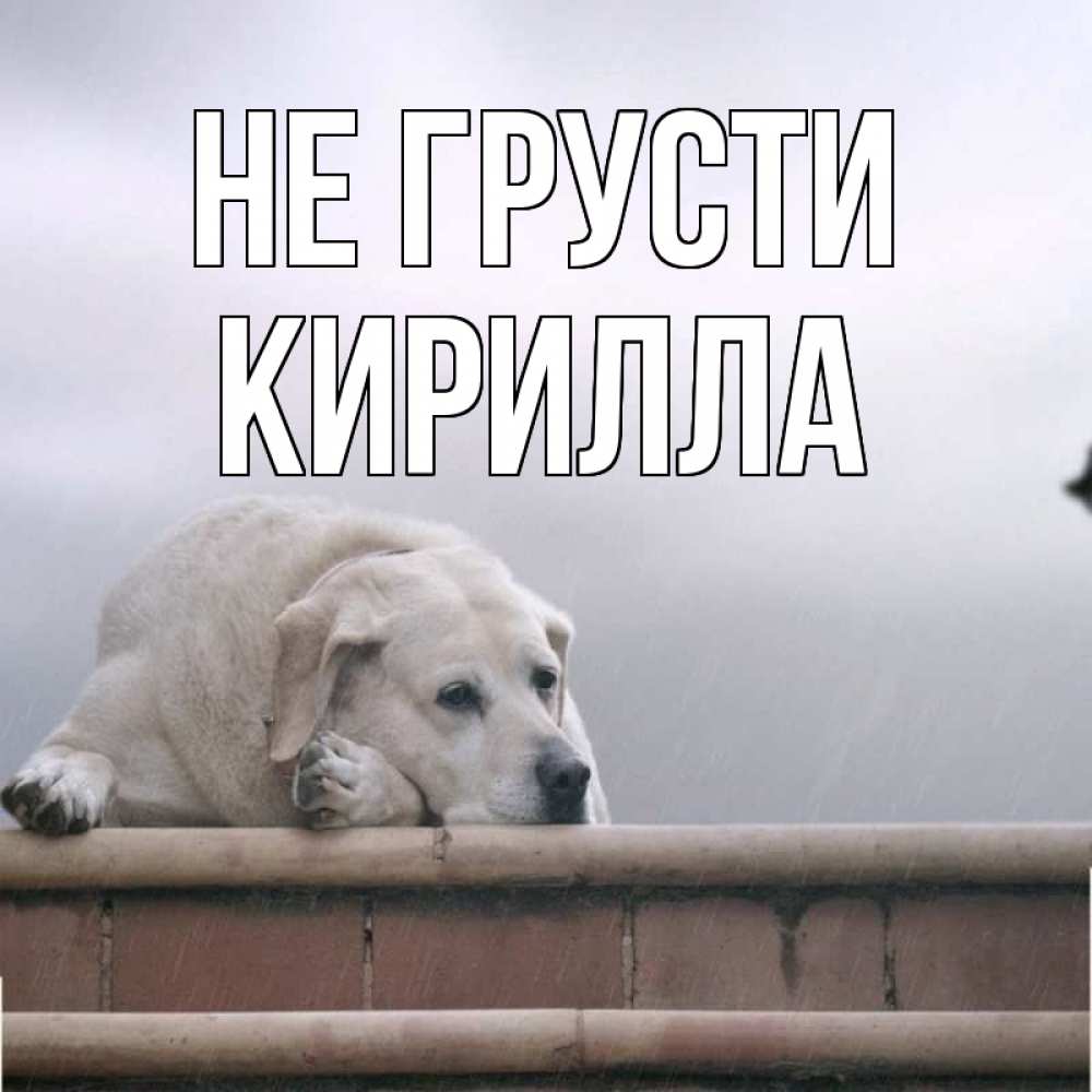 Открытка на каждый день с именем, Кирилла Не грусти белый пес 1 Прикольная открытка с пожеланием онлайн скачать бесплатно 