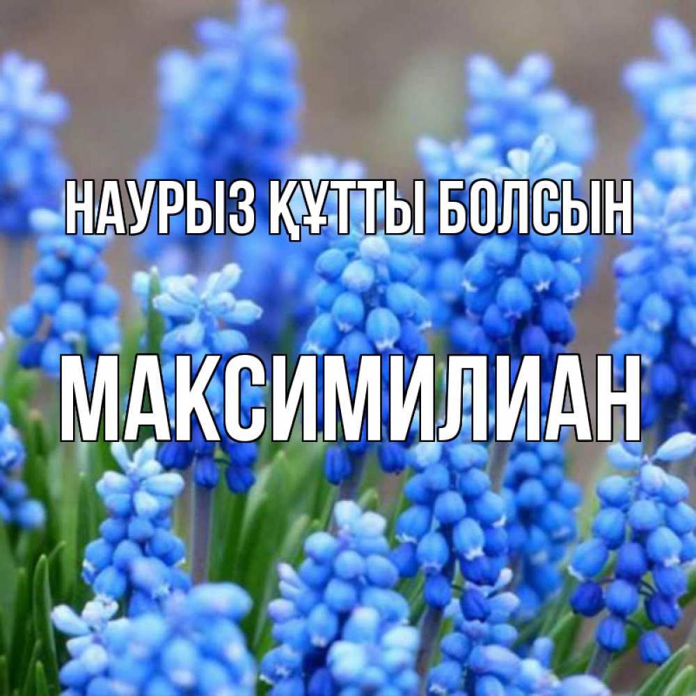 Открытка на каждый день с именем, Максимилиан Наурыз құтты болсын Поздравительная открытка для женщин с цветами на праздничную дату Прикольная открытка с пожеланием онлайн скачать бесплатно 