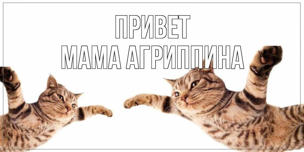 Открытка на каждый день с именем, Мама-Агриппина Привет кот Прикольная открытка с пожеланием онлайн скачать бесплатно 