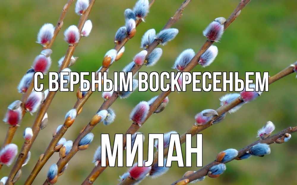 Открытка на каждый день с именем, Милан С вербным воскресеньем верба Прикольная открытка с пожеланием онлайн скачать бесплатно 